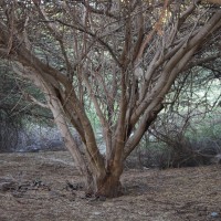 Vachellia planifrons (Wight & Arn.) Ragup., Seigler, Ebinger & Maslin